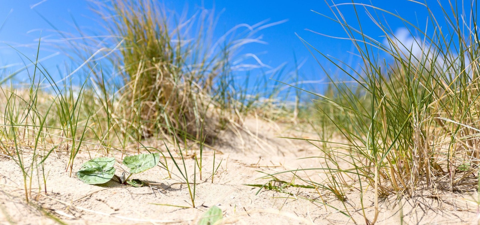 Van Duinen Makelaars