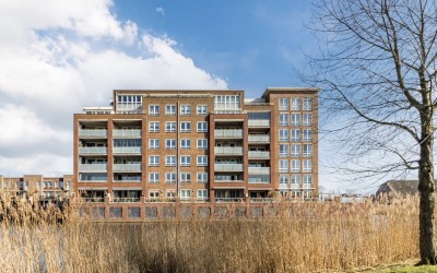 Palissanderhout 58