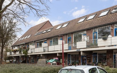 Goudfazant 17