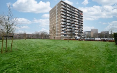 Aalscholver. 132