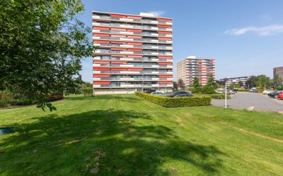 Aalscholver. 348