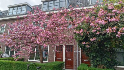 Koninginnel. 74-A